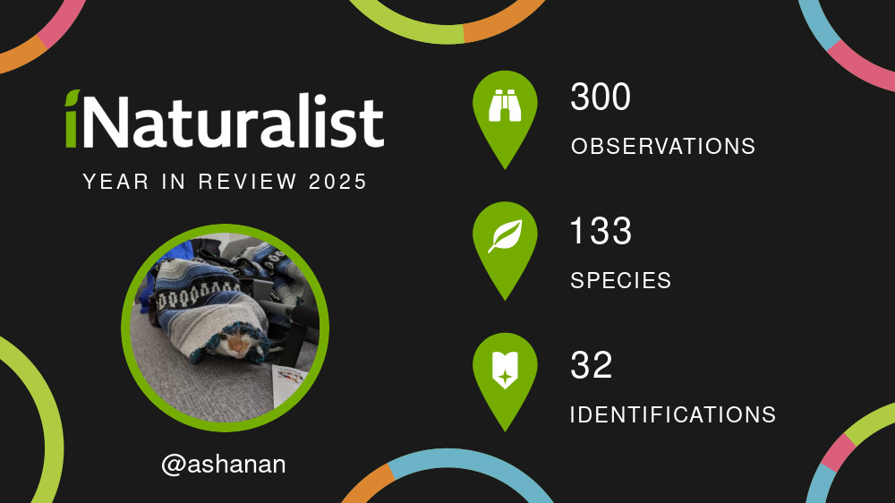 White text on a back blackground, with a colorful border.  On the left is the iNaturalist logo, below it is my avatar there, an orange cat peeking out from under a blue and white poncho, and my username: @ashanan. On the right, my stats: 300 observations, 133 species, 32 identifications.