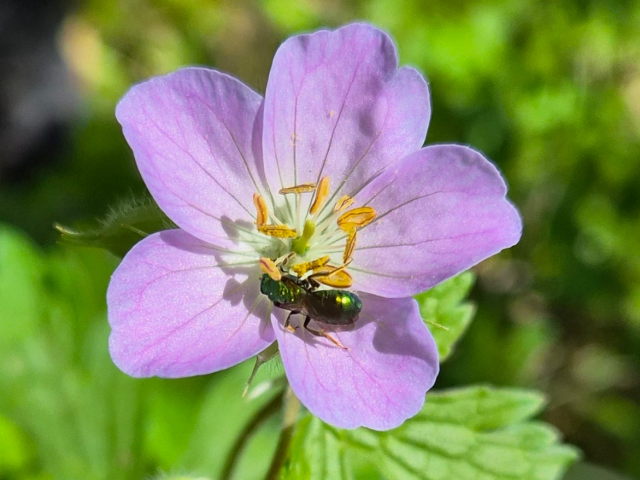 A metallic green bee on a pink and white flower with pollen-heavy stamen