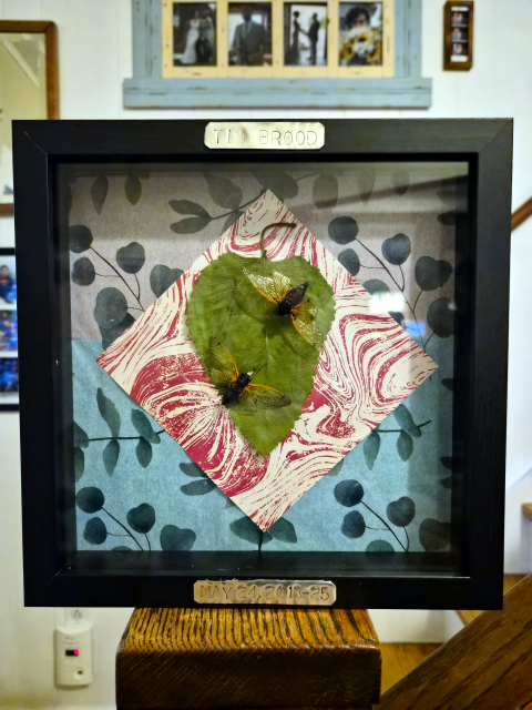A black framed shadow box.  A square diamond of paper with white and pink swirls of color is in the center, and in the center of that is a large dried mulberry leaf, pointed downwards.  Pinned through the leaf are two cicadas with black bodies and bright orange translucent wings.  The cicadas face each other like a pair of parentheses, but diagonally from Southwest to Northeast.